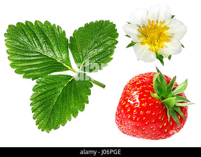 Feuilles vertes de fraise avec flower isolated on white Banque D'Images