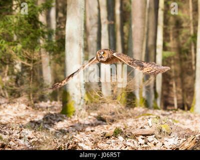 Portrait of long-eared Owl avec ailes spreaded out - Asio otus Banque D'Images