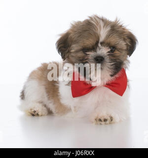 Shih Tzu chiot bowtie porter du rouge sur fond blanc Banque D'Images