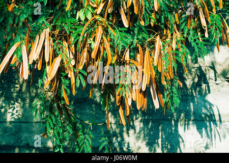 Graines de Leucaena sur un arbre Banque D'Images
