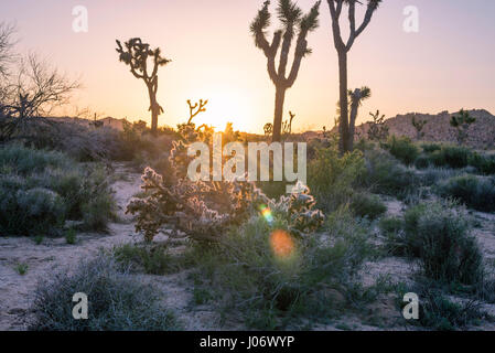 Joshua Arbres et paysage désertique au lever du soleil. Joshua Tree National Park, Californie, USA. Banque D'Images