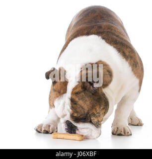 Bulldog se pencha sur un os de chien de lécher les lèvres Banque D'Images