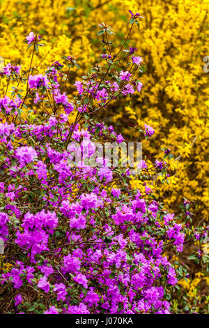 Floraison Purple Rhododendron dauricum mixte jaune Forsythia fleurs Blooming Garden avril fleurs branches contraste de couleur des arbustes à fleurs Banque D'Images