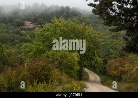 Vue panoramique de la route traversant la forêt, Greve in Chianti, Toscane, Italie Banque D'Images