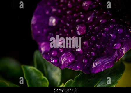 Close up sur un pétale d'une pansy violet couvert de gouttes de pluie après une forte pluie. Banque D'Images