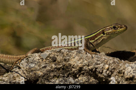 Péloponnèse lézard des murailles, Podarcis peloponnesiacus Banque D'Images