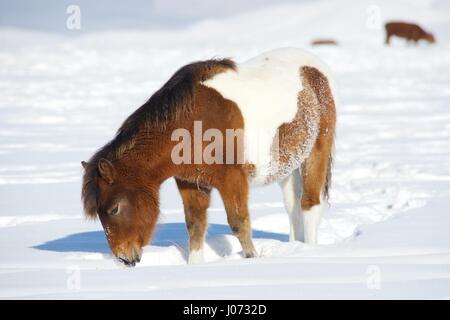 Un poney rouge est debout dans la neige Banque D'Images