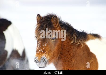 Un poney rouge est debout dans la neige Banque D'Images
