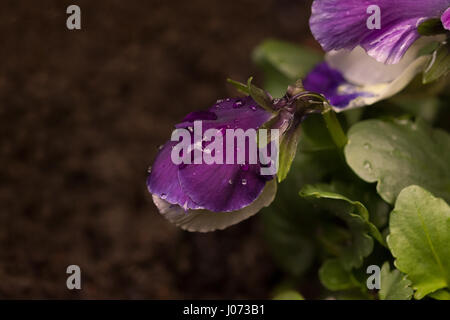 Close up sur un pétale d'une pansy violet couvert de gouttes de pluie après une forte pluie. Banque D'Images