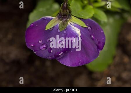 Close up sur un pétale d'une pansy violet couvert de gouttes de pluie après une forte pluie. Banque D'Images