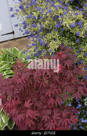 Ceanothus Citron et chaux- Hosta patriot plantain-Acer palmatum atropurpureum érable f. Banque D'Images