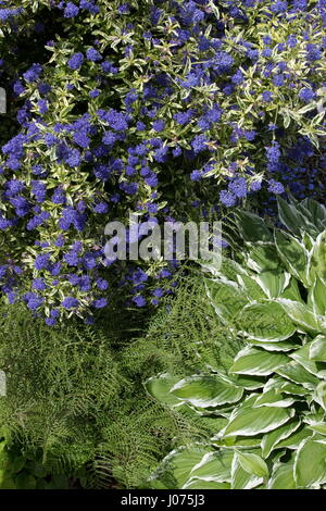 Ceanothus Citron et chaux -patriot Hosta hosta fougère Dryopteris filix-mas linearis polydactyla Banque D'Images