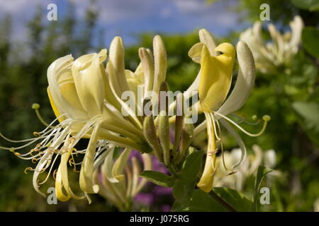 Chèvrefeuille Lonicera periclymenum Scentsation Fleur parfumée jaune Banque D'Images