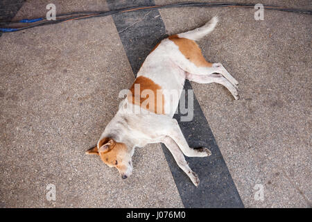 Un chien (Canis familiaris) portant sur un trottoir dans la Vieille Havane, Cuba. Banque D'Images