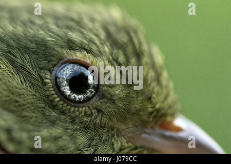 Red-capped Manakin affichant un changement de couleur des yeux d'adultes juvéniles (brun foncé à blanc). Banque D'Images