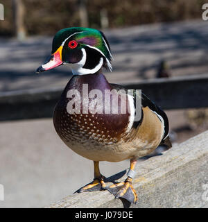 Un mâle canard en bois coloré se trouve au sommet d'une clôture autour de la réserve d'oiseaux Reifel à Delta, en Colombie-Britannique, Canada. Banque D'Images