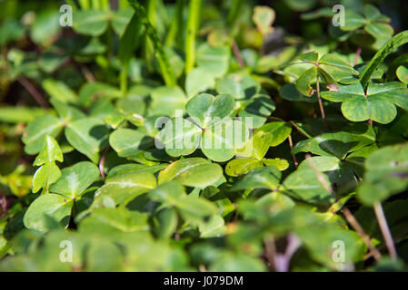 Un patch de trois feuilles de trèfle ou shamrock grandir dans le soleil de printemps. Banque D'Images