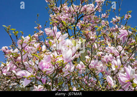 La floraison Sprenger's magnolia (Magnolia sprengeri) originaire de Chine, montrant des fleurs roses au printemps Banque D'Images