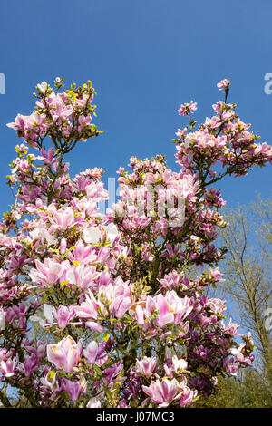 La floraison Sprenger's magnolia (Magnolia sprengeri) originaire de Chine, montrant des fleurs roses au printemps Banque D'Images