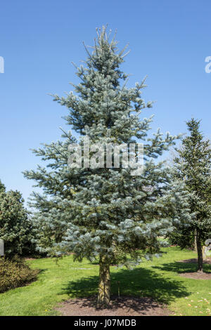 Manteau bleu-blanc Colorado / sapin concolor fir (Abies concolor), semi-retombantes sélection de sapin blanc originaire de l'ouest de l'Amérique du Nord Banque D'Images