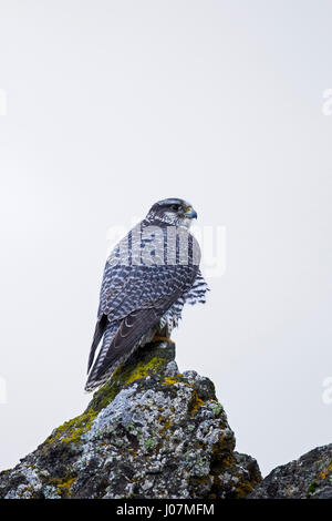 Gerfalcon / Faucon gerfaut (Falco rusticolus) perché sur la roche en hiver Banque D'Images