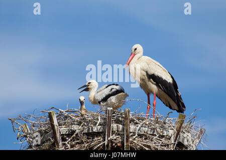 Cigogne Blanche (Ciconia ciconia) parent le nid à l'homme avec deux poussins Banque D'Images