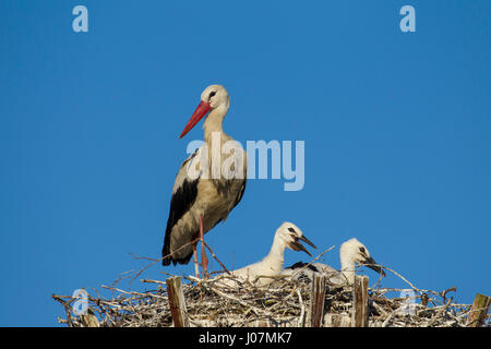 Cigogne Blanche (Ciconia ciconia) parent le nid à l'homme avec deux poussins Banque D'Images