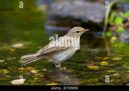 Willow warbler (Phylloscopus trochilus) Eau potable à partir de la rigole Banque D'Images