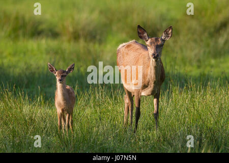 Red Deer (Cervus elaphus) hind avec fawn/veaux dans les prairies Banque D'Images