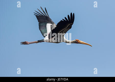 Stork (Mycteria leucocephala peint) en vol, de Prek Toal, Tonle Sap, au Cambodge Banque D'Images