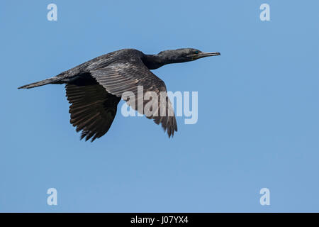 Indian Cormorant (Phalacrocorax fuscicollis) en vol Prek Toal, Tonle Sap, au Cambodge Banque D'Images