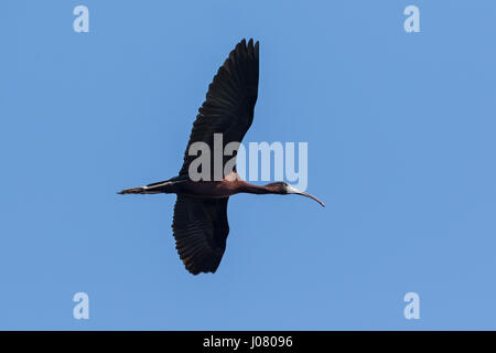 L'Ibis falcinelle (Plegadis falcinellus) en vol, de Prek Toal, Tonle Sap, au Cambodge Banque D'Images