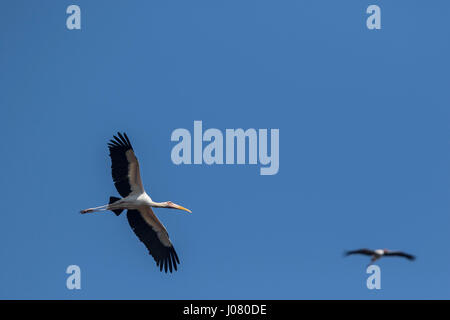 Milky Stork (Mycteria cinerea) en vol dans l'arrière-plan Stork (Mycteria leucocephala peint), de Prek Toal, Tonle Sap, au Cambodge Banque D'Images