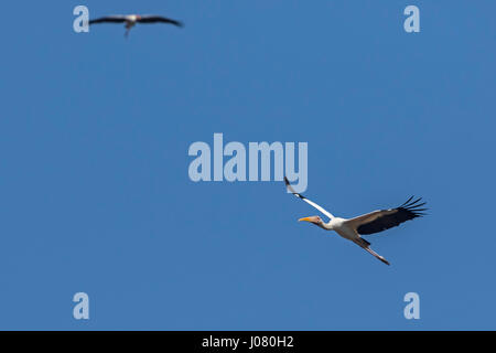 Milky Stork (Mycteria cinerea) en vol dans l'arrière-plan Stork (Mycteria leucocephala peint), de Prek Toal, Tonle Sap, au Cambodge Banque D'Images