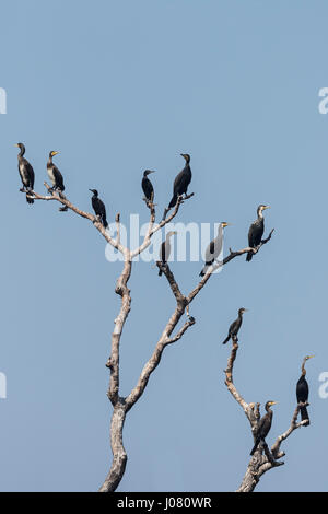 Anhinga melanogaster Oriental (dard) et peu, Grand Cormoran et indiens se percher dans l'arbre Banque D'Images