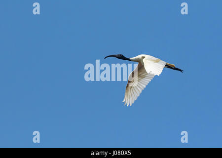 Ibis à tête noire (Threskiornis melanocephalus), de Prek Toal, Tonle Sap, au Cambodge Banque D'Images