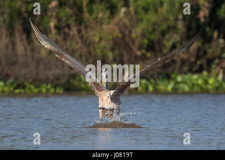 Spot-billed Pelican (Pelecanus philippensis) en vol, de Prek Toal, Tonle Sap, au Cambodge Banque D'Images