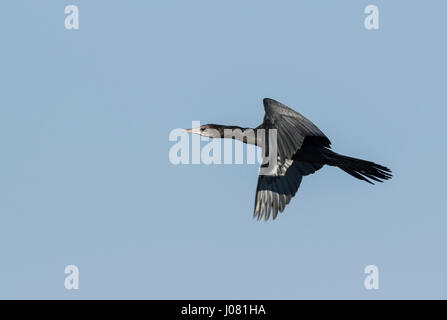 Peu de Cormoran (Phalacrocorax niger) dans la région de Prek Toal de vol, Tonle Sap, au Cambodge Banque D'Images