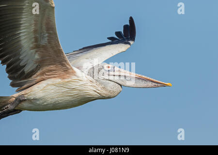 Spot-billed Pelican (Pelecanus philippensis) en vol, de Prek Toal, Tonle Sap, au Cambodge Banque D'Images