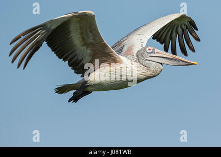 Spot-billed Pelican (Pelecanus philippensis) en vol, de Prek Toal, Tonle Sap, au Cambodge Banque D'Images