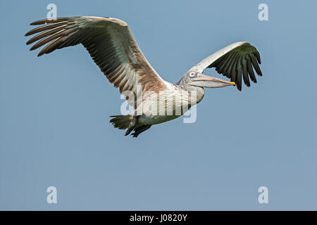 Spot-billed Pelican (Pelecanus philippensis) en vol, de Prek Toal, Tonle Sap, au Cambodge Banque D'Images