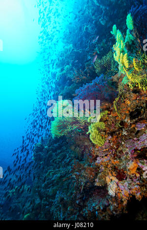 Le récif de corail de l'île de Lastovo, mer Adriatique en Croatie Banque D'Images