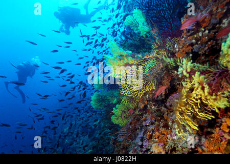 L'habitat coralligène près de l'île de Lastovo, dans la mer Adriatique, en Croatie Banque D'Images