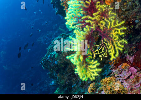 Paramuricea clavata corail dans l'habitat coralligène près de l'île de Lastovo, mer Adriatique en Croatie Banque D'Images