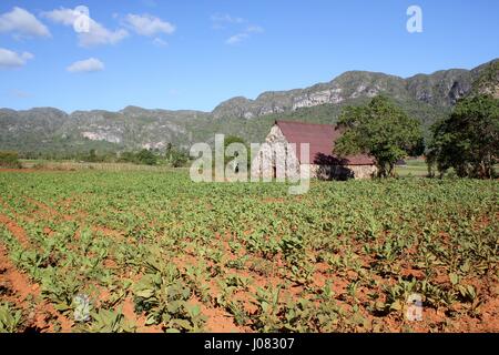 Les champs de tabac et d'une chambre de séchage utilisé dans la production de cigares de Cuba à Vinales Banque D'Images