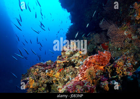 Scorpionfish rouge dans la mer Adriatique, l'archipel de Lastovo en Croatie Banque D'Images