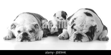 Père et mère bouledogue avec leurs chiots Banque D'Images