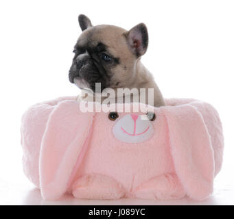 Cinq semaines chiot bouledogue français à l'intérieur d'un lapin en peluche Banque D'Images