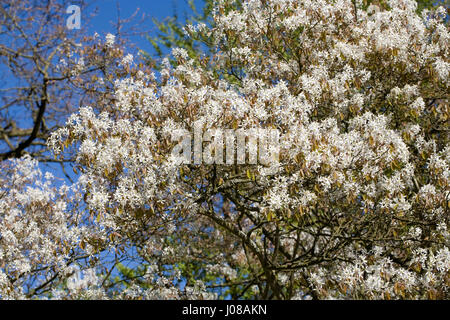 L'Amelanchier lamarckii fleurit au printemps. Banque D'Images