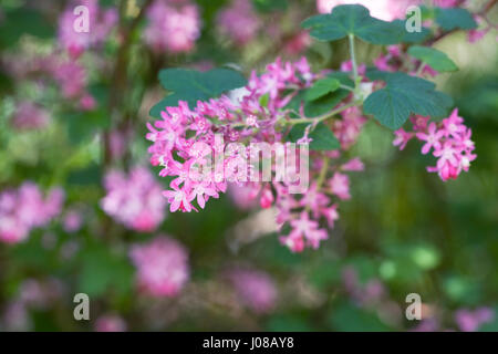 Ribes sanguineum 'qui' fleurit au printemps. Banque D'Images